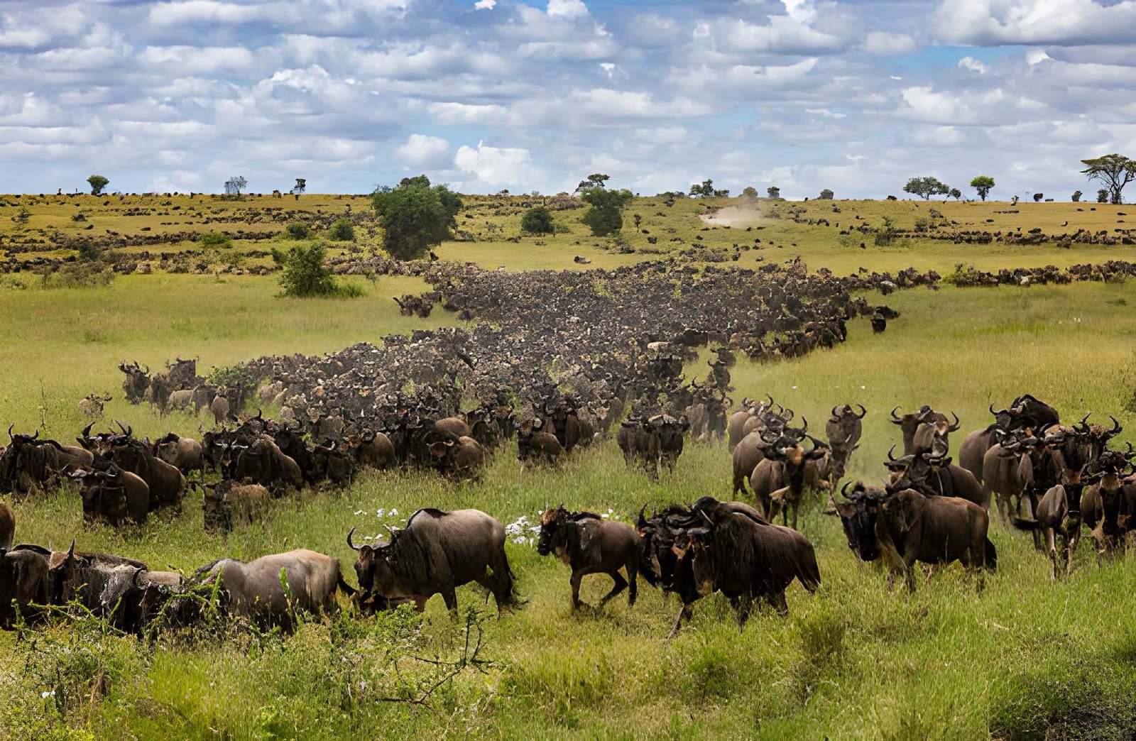 A wildebeest herd moving across open migration plains.