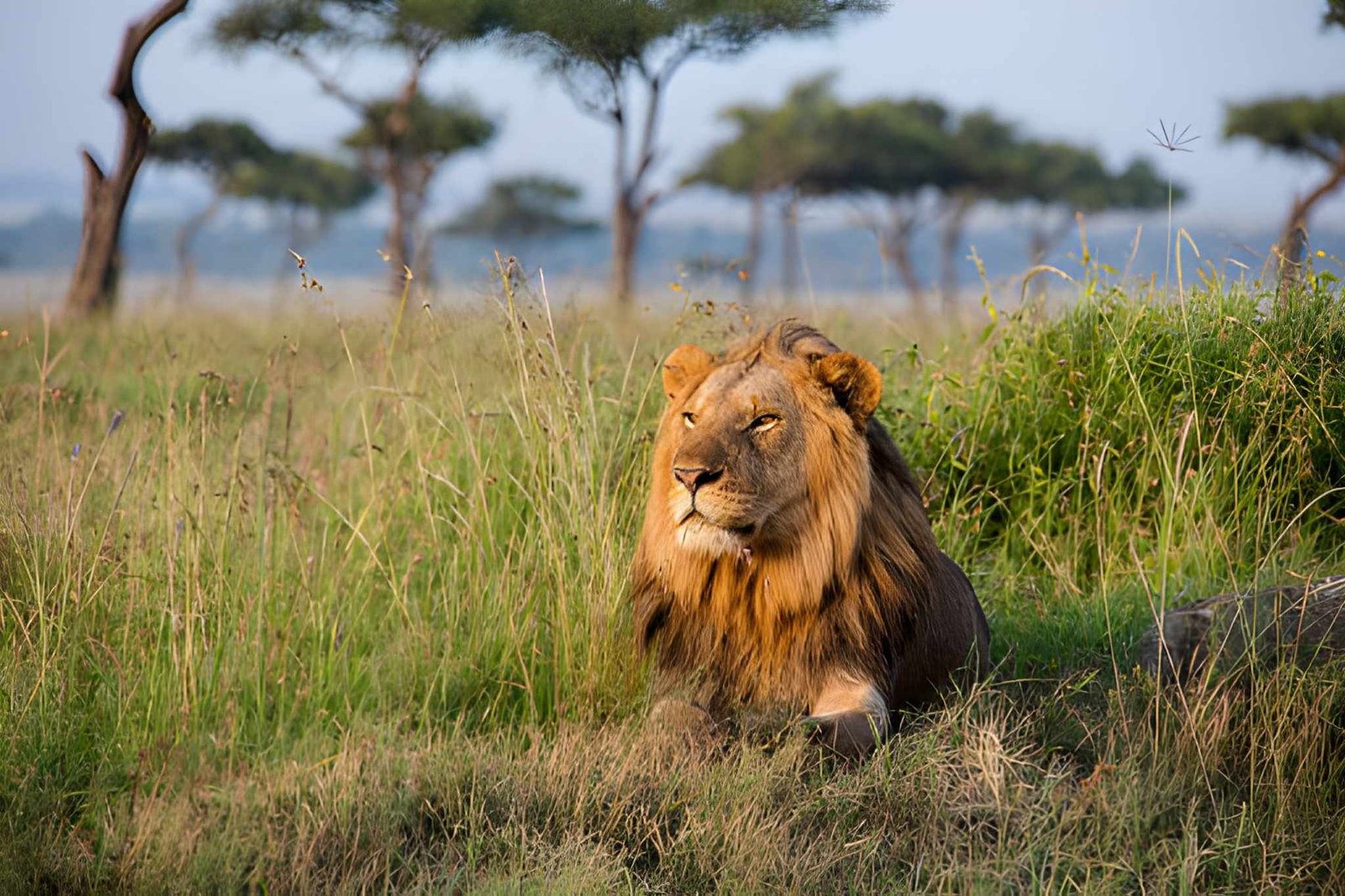 A male lion resting in tall Serengeti grass.