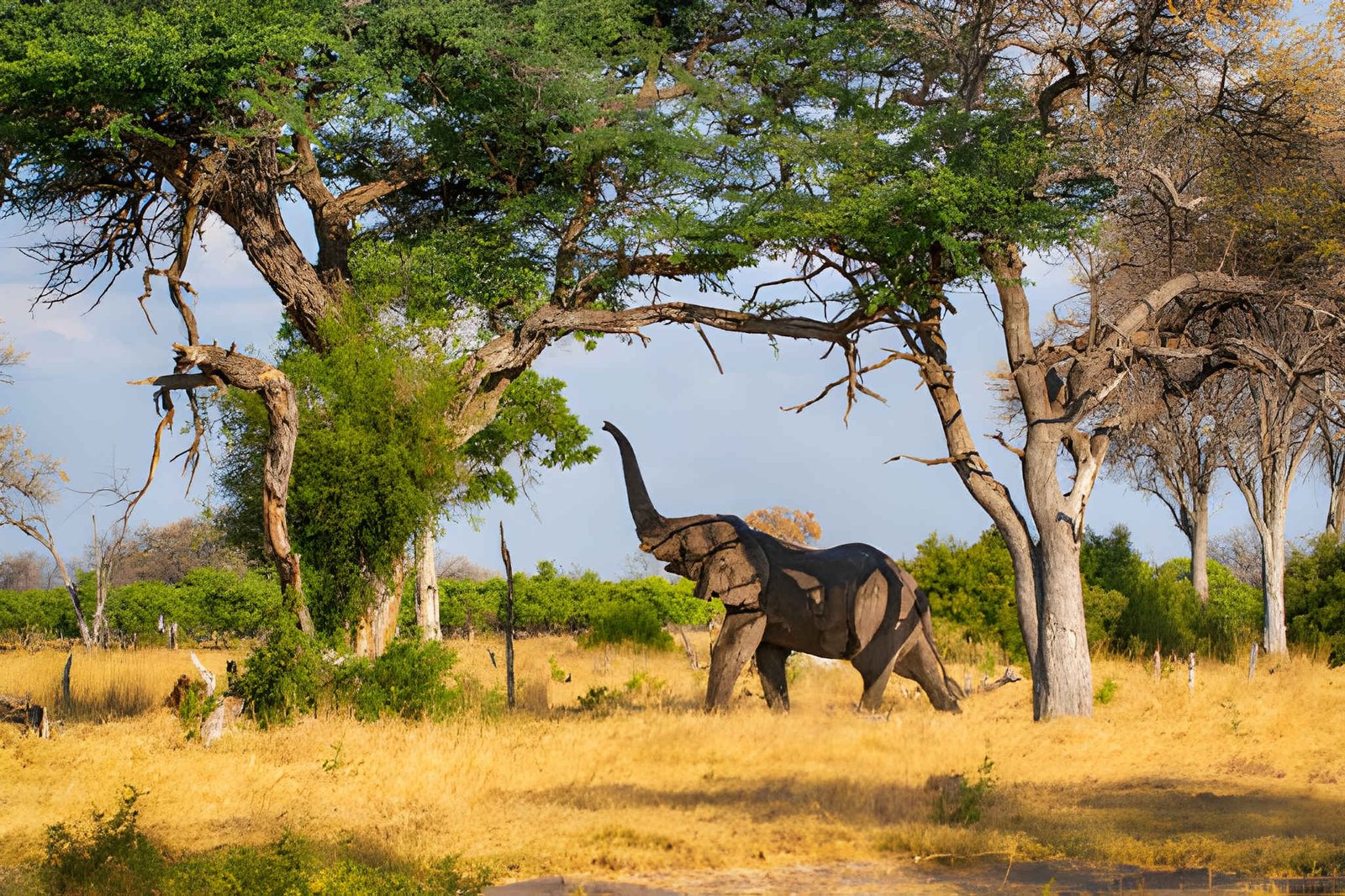 Elephants walking beneath acacia trees in Tarangire.